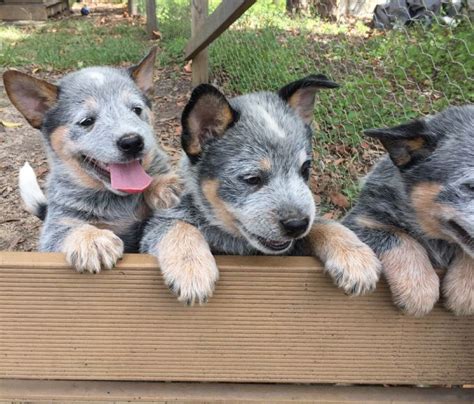 Find <strong>Dogs</strong> & <strong>Puppies</strong> ads in Yeppoon 4703, QLD. . Cattle dog puppies for sale rockhampton